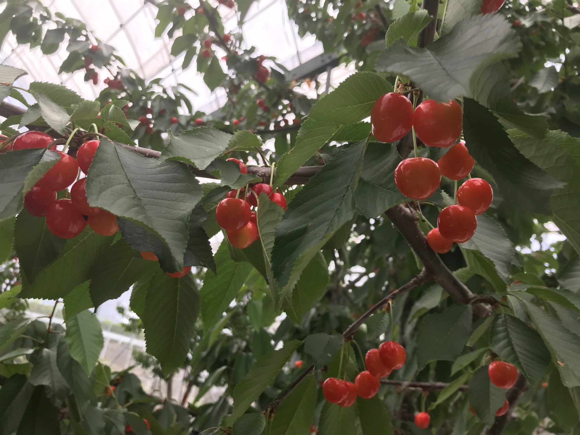 新鮮！産地直送！！朝採りフルーツ！！！