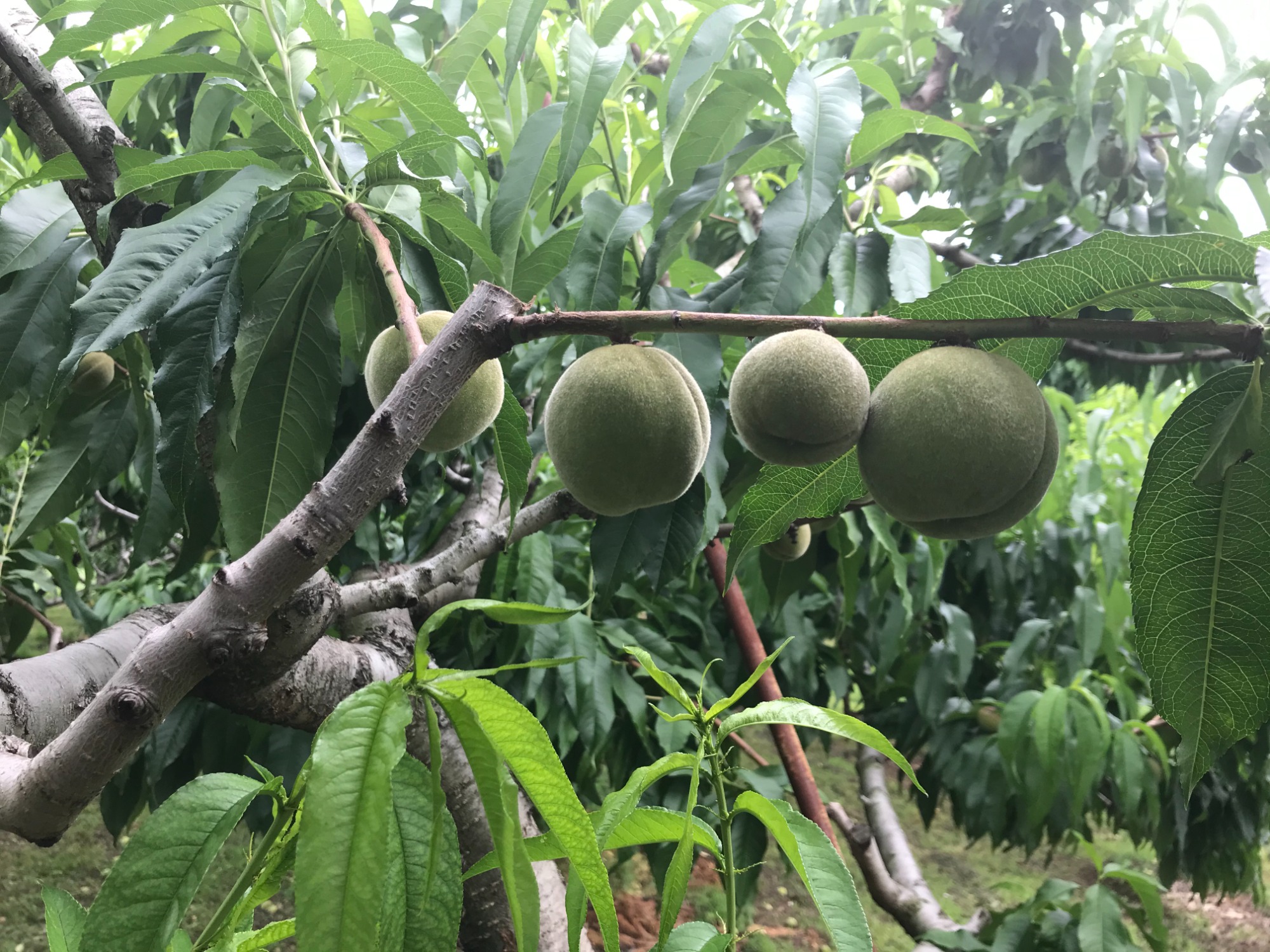 新鮮！産地直送！！朝採りフルーツ！！！