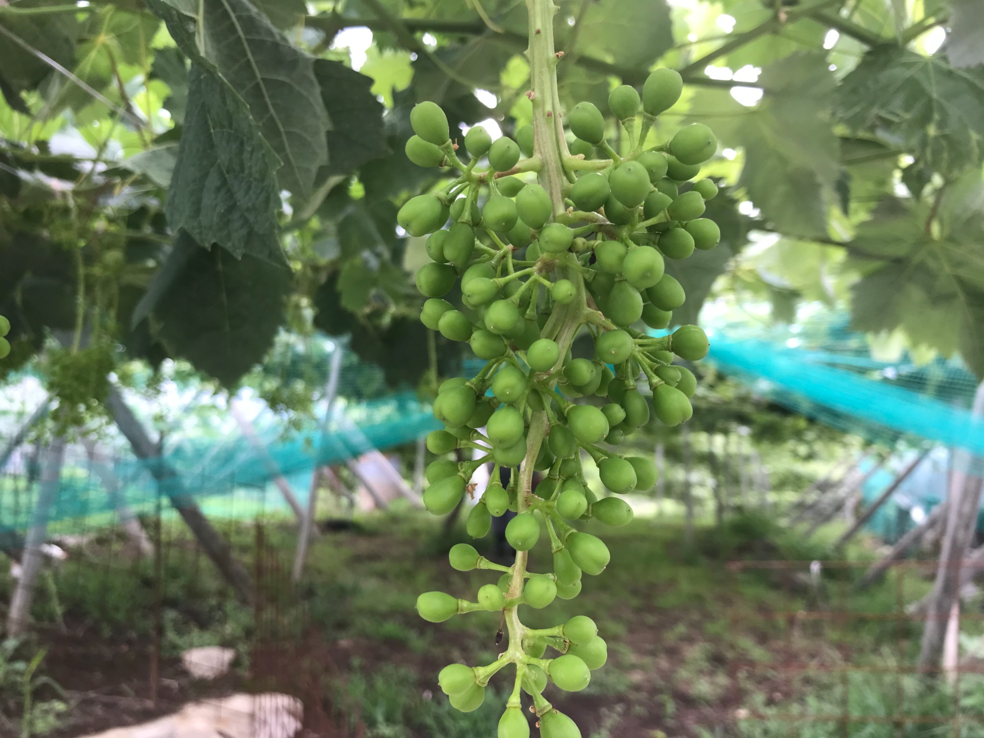 新鮮！産地直送！！朝採りフルーツ！！！